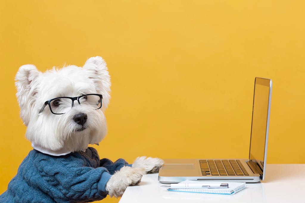 A cute Westie dog, wearing glasses with a little blue jumper, with his paws in front of a laptop, researching what happens to your pet when you die.